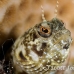 blenny_sailfin_lphr_gc_h_0194_cay4107.jpg